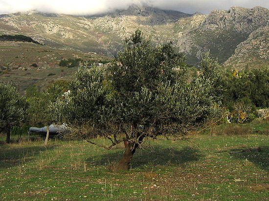 Olivenbaum düngen