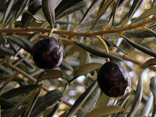 Kalamata Oliven