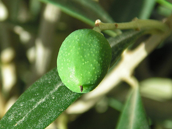 Manzanilla Oliven