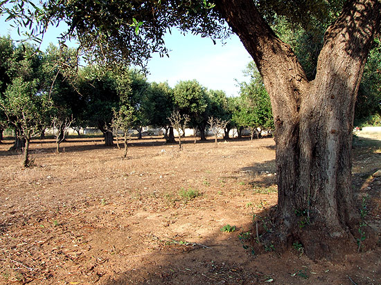 Ölbaum