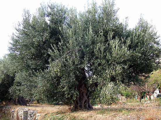 Olea europaea