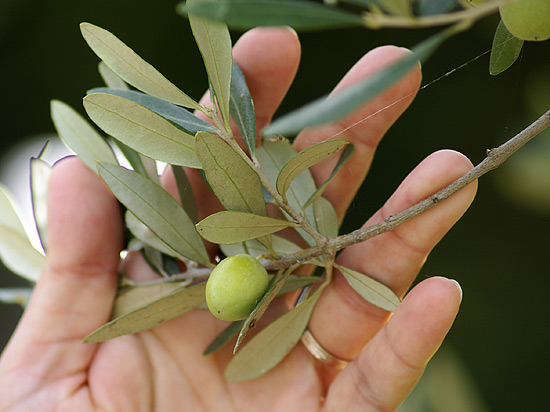 Olivenbaum schneiden