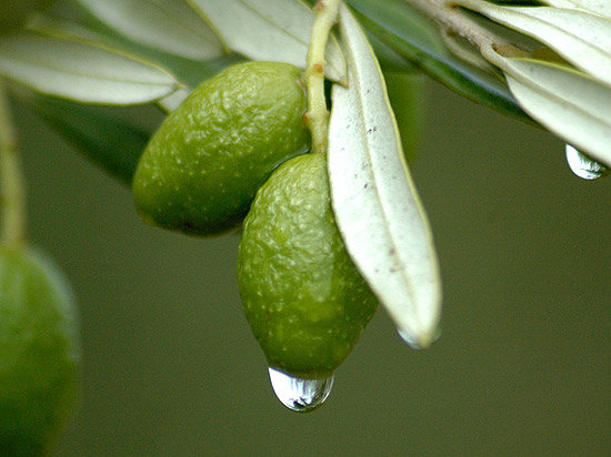 Olivenbaum überwintern